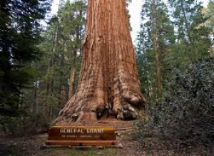 セコイア国立公園 Sequoia National Park